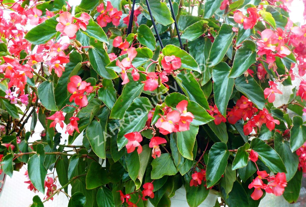 Begónie 'Dragon Red' - Begonia hybrida 'Dragon Red'
