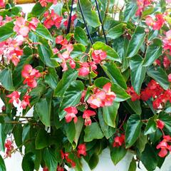 Begónie 'Dragon Red' - Begonia hybrida 'Dragon Red'