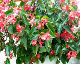 Begónie 'Dragon Red'