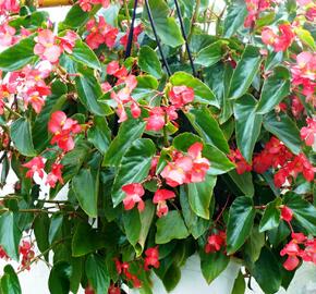 Begónie 'Dragon Red' - Begonia hybrida 'Dragon Red'