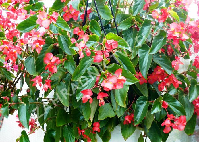 Begónie 'Dragon Red' - Begonia hybrida 'Dragon Red'
