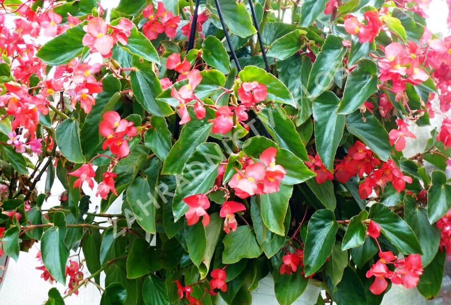 Begónie 'Dragon Red' - Begonia hybrida 'Dragon Red'