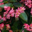 Begónie 'Dragon Pink' - Begonia hybrida 'Dragon Pink'