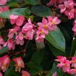 Begónie 'Dragon Pink' - Begonia hybrida 'Dragon Pink'