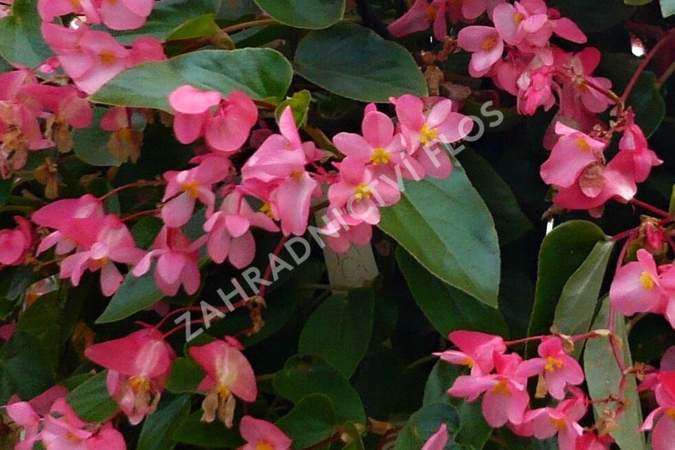 Begónie 'Dragon Pink' - Begonia hybrida 'Dragon Pink'