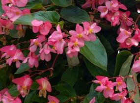 Begónie 'Dragon Pink' - Begonia hybrida 'Dragon Pink'
