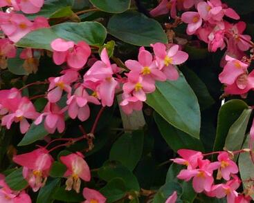 Begónie 'Dragon Pink'