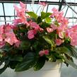 Begónie 'Dragon Pink' - Begonia hybrida 'Dragon Pink'