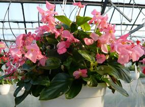Begónie 'Dragon Pink' - Begonia hybrida 'Dragon Pink'