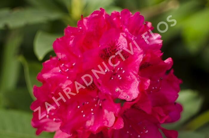 Pěnišník 'Van Verden Poelman' - Rhododendron 'Van Verden Poelman'