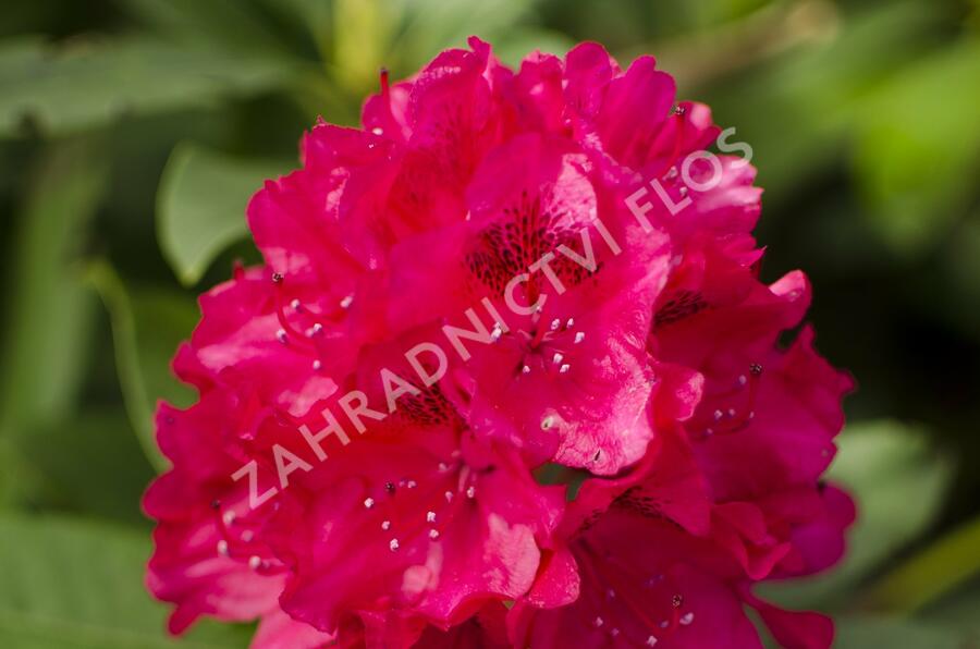 Pěnišník 'Van Verden Poelman' - Rhododendron 'Van Verden Poelman'