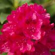 Pěnišník 'Van Verden Poelman' - Rhododendron 'Van Verden Poelman'