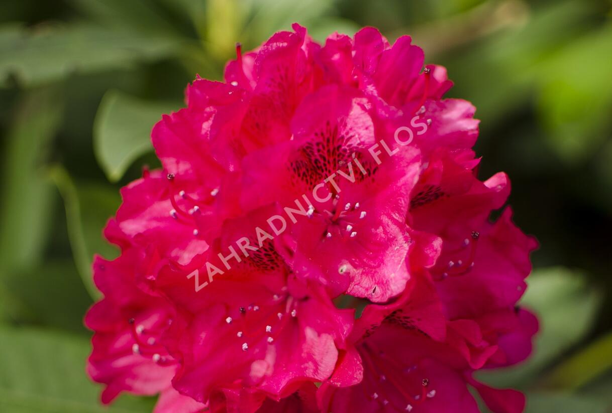 Pěnišník 'Van Verden Poelman' - Rhododendron 'Van Verden Poelman'