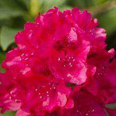 Pěnišník 'Van Verden Poelman' - Rhododendron 'Van Verden Poelman'