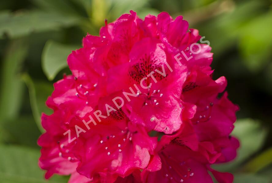 Pěnišník 'Van Verden Poelman' - Rhododendron 'Van Verden Poelman'