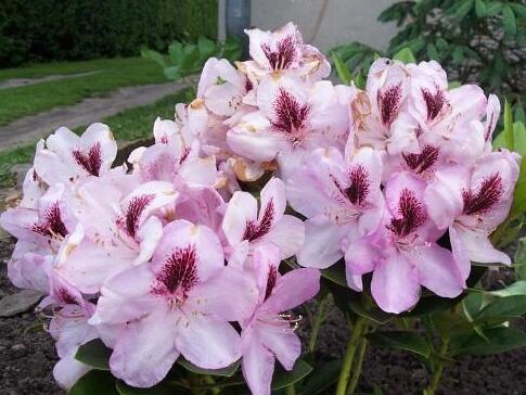 Pěnišník 'Lugano' - Rhododendron 'Lugano'