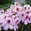 Pěnišník 'Lugano' - Rhododendron 'Lugano'