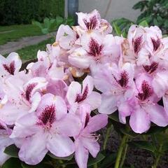 Pěnišník 'Lugano' - Rhododendron 'Lugano'