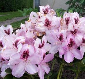 Pěnišník 'Lugano' - Rhododendron 'Lugano'