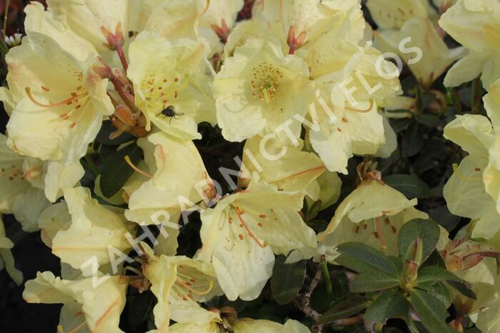 Pěnišník obtížený 'Wren' - Rhododendron impeditum 'Wren'