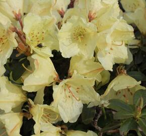 Pěnišník obtížený 'Wren' - Rhododendron impeditum 'Wren'