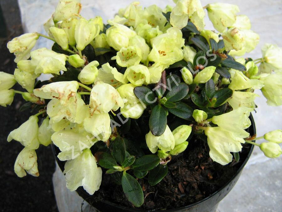 Pěnišník obtížený 'Wren' - Rhododendron impeditum 'Wren'