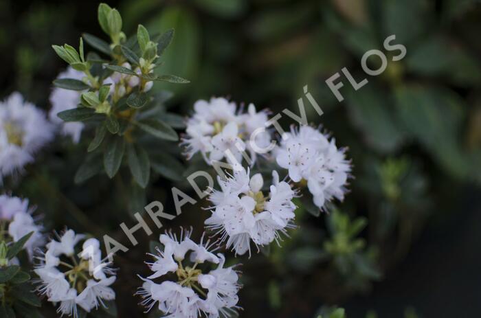 Pěnišník obtížený 'Alba' - Rhododendron impeditum 'Alba'