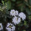 Pěnišník obtížený 'Alba' - Rhododendron impeditum 'Alba'