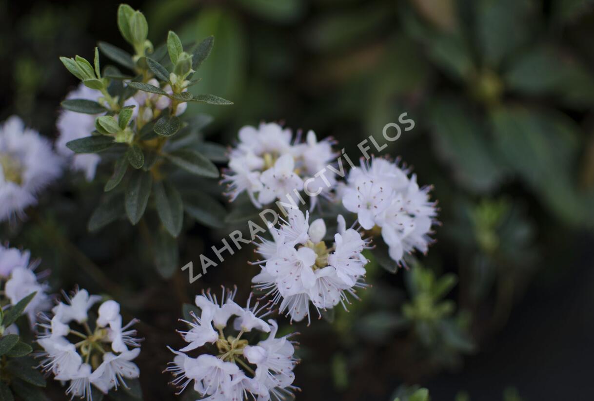 Pěnišník obtížený 'Alba' - Rhododendron impeditum 'Alba'