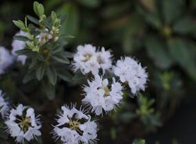 Pěnišník obtížený 'Alba' - Rhododendron impeditum 'Alba'