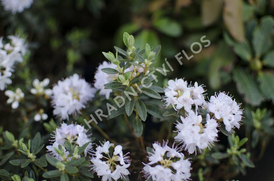 Pěnišník obtížený 'Alba' - Rhododendron impeditum 'Alba'
