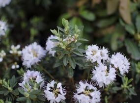 Pěnišník obtížený 'Alba' - Rhododendron impeditum 'Alba'