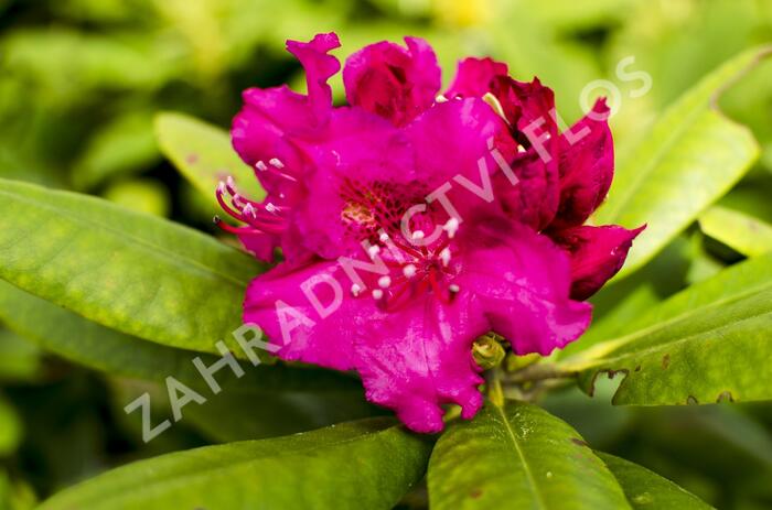 Pěnišník 'Darius' - Rhododendron 'Darius'