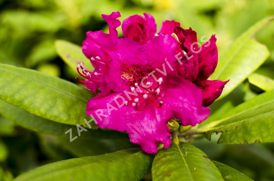 Pěnišník 'Darius' - Rhododendron 'Darius'