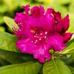 Pěnišník 'Darius' - Rhododendron 'Darius'