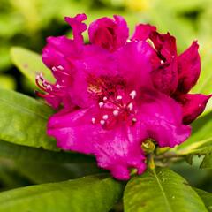 Pěnišník 'Darius' - Rhododendron 'Darius'