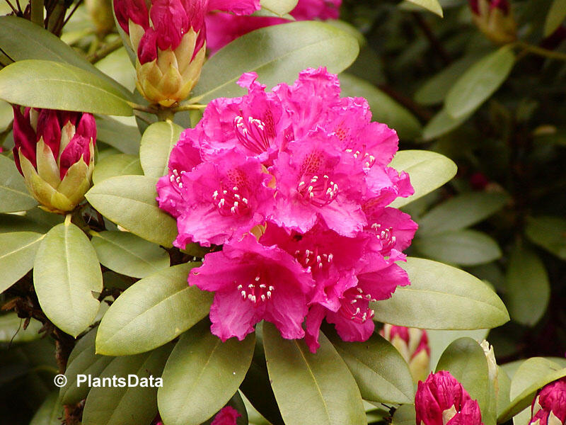 Pěnišník 'Darius' - Rhododendron 'Darius'