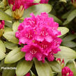 Pěnišník 'Darius' - Rhododendron 'Darius'