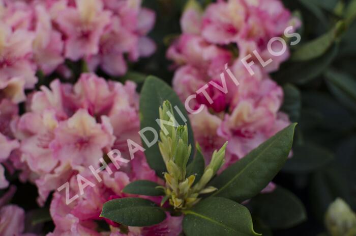 Pěnišník 'Brasilia' - Rhododendron 'Brasilia'
