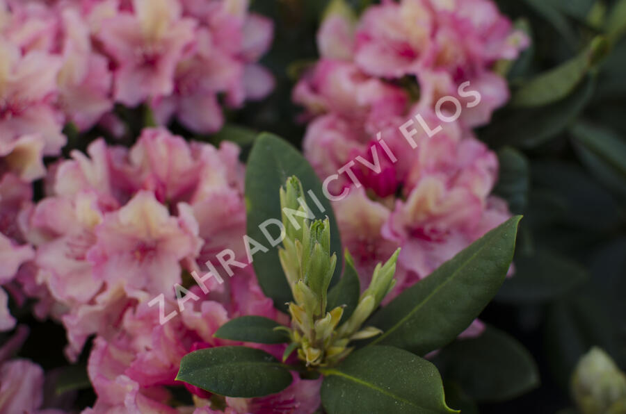 Pěnišník 'Brasilia' - Rhododendron 'Brasilia'