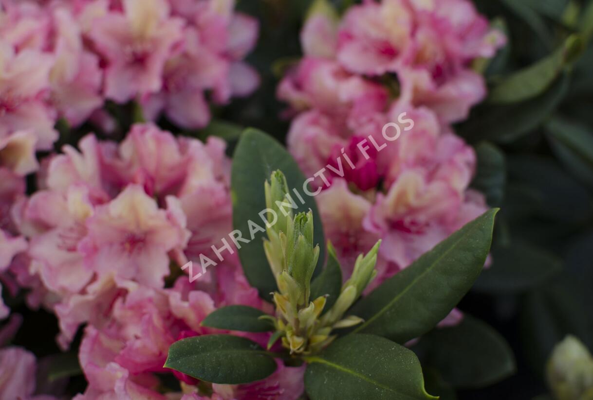 Pěnišník 'Brasilia' - Rhododendron 'Brasilia'