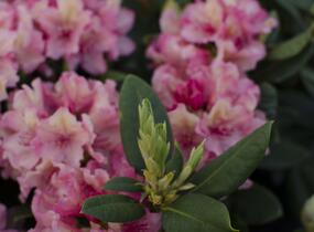 Pěnišník 'Brasilia' - Rhododendron 'Brasilia'