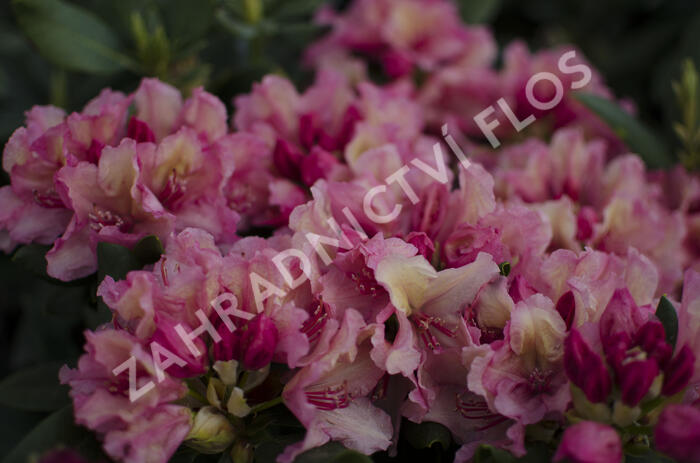 Pěnišník 'Brasilia' - Rhododendron 'Brasilia'