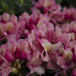 Pěnišník 'Brasilia' - Rhododendron 'Brasilia'