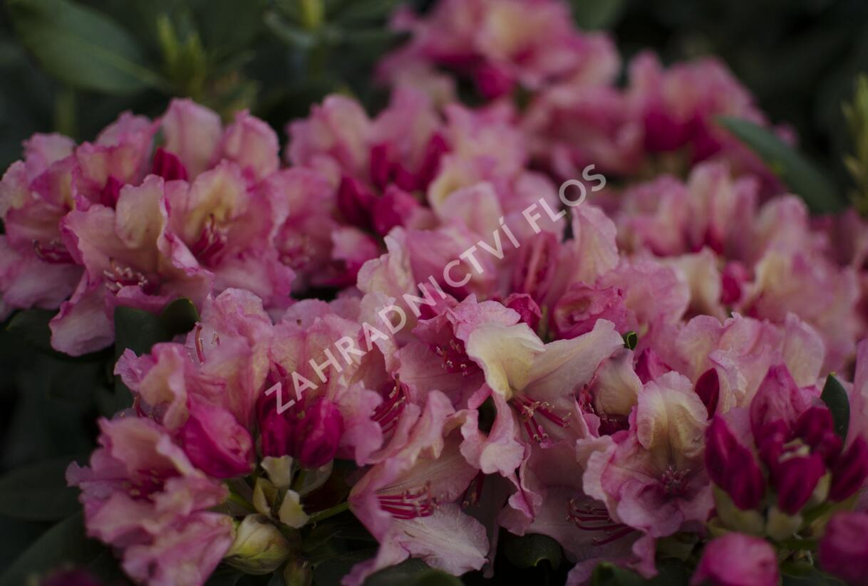 Pěnišník 'Brasilia' - Rhododendron 'Brasilia'