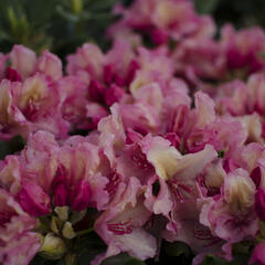 Pěnišník 'Brasilia' - Rhododendron 'Brasilia'