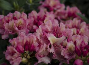 Pěnišník 'Brasilia' - Rhododendron 'Brasilia'