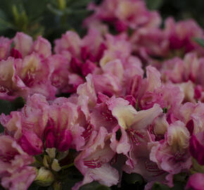 Pěnišník 'Brasilia' - Rhododendron 'Brasilia'
