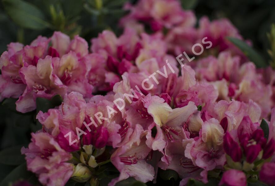 Pěnišník 'Brasilia' - Rhododendron 'Brasilia'