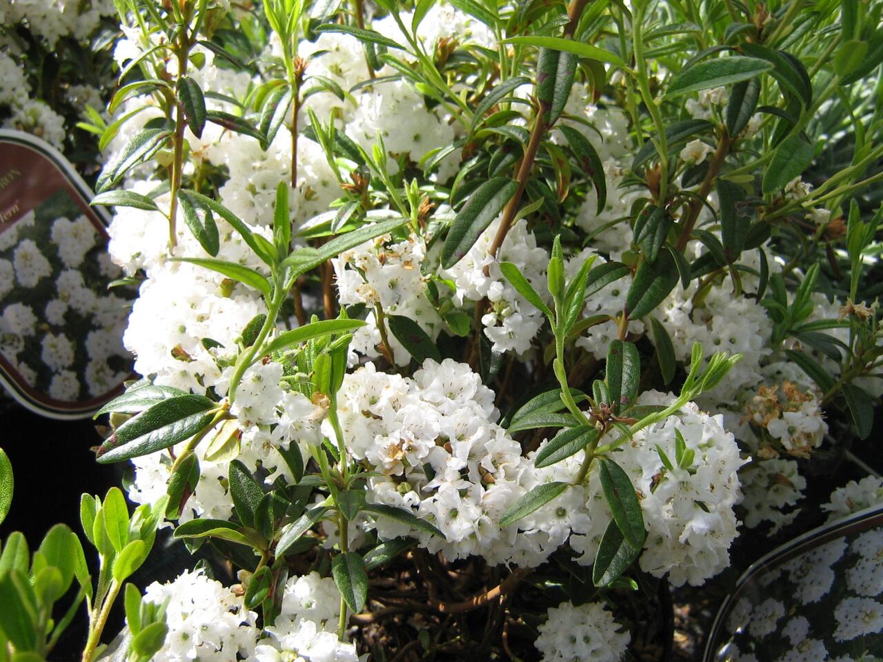 stechpalme buxbol Stechpalme - Ilex aquifolium
